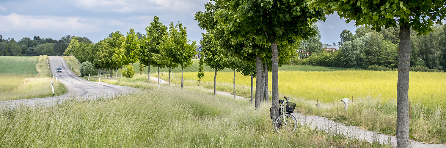 Väg med mycket grönska runt och en cykel